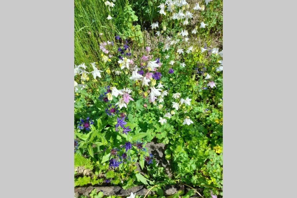Hinter Burg, Haus Mit Garten Mayen Eksteriør bilde